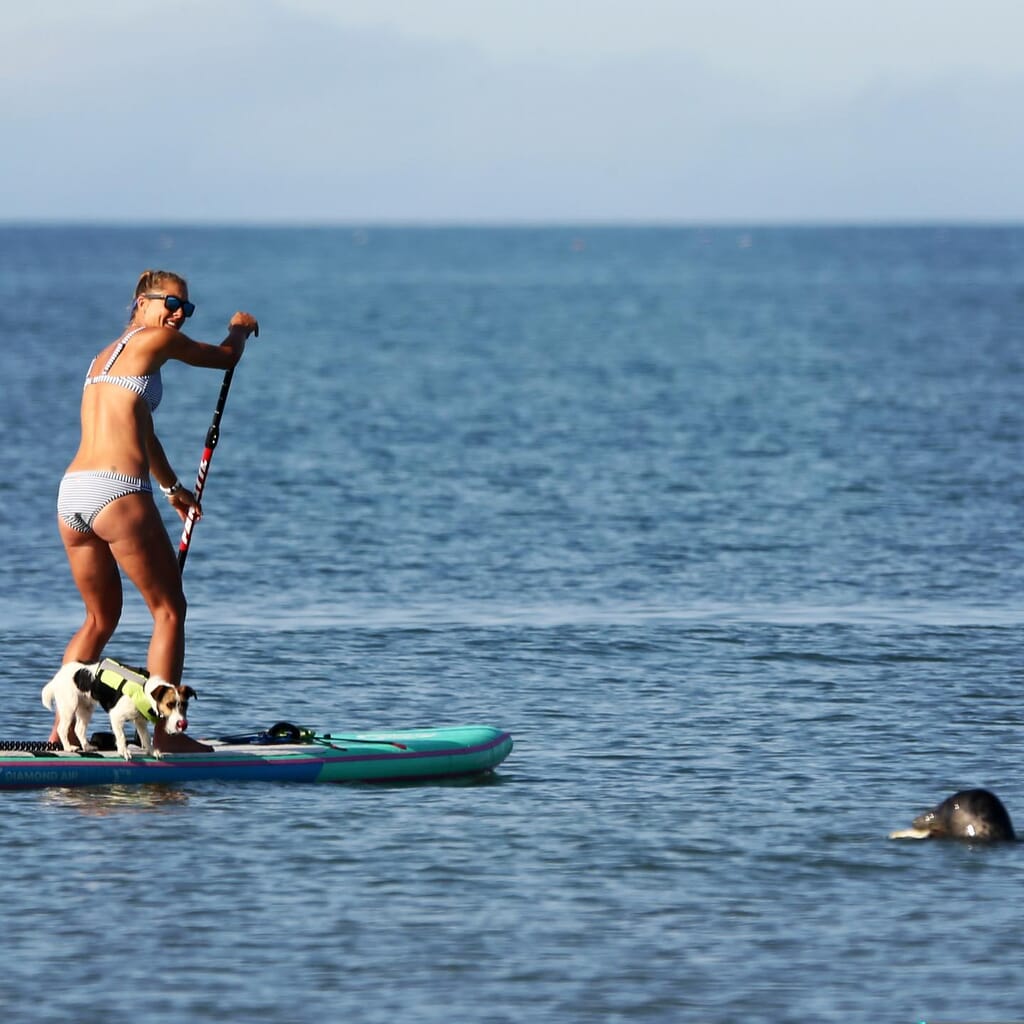 Things-to-do-in-lyme-regis SUP instructor on board with seal Things-to-do-in-lyme-regis SUP instructor on board with seal