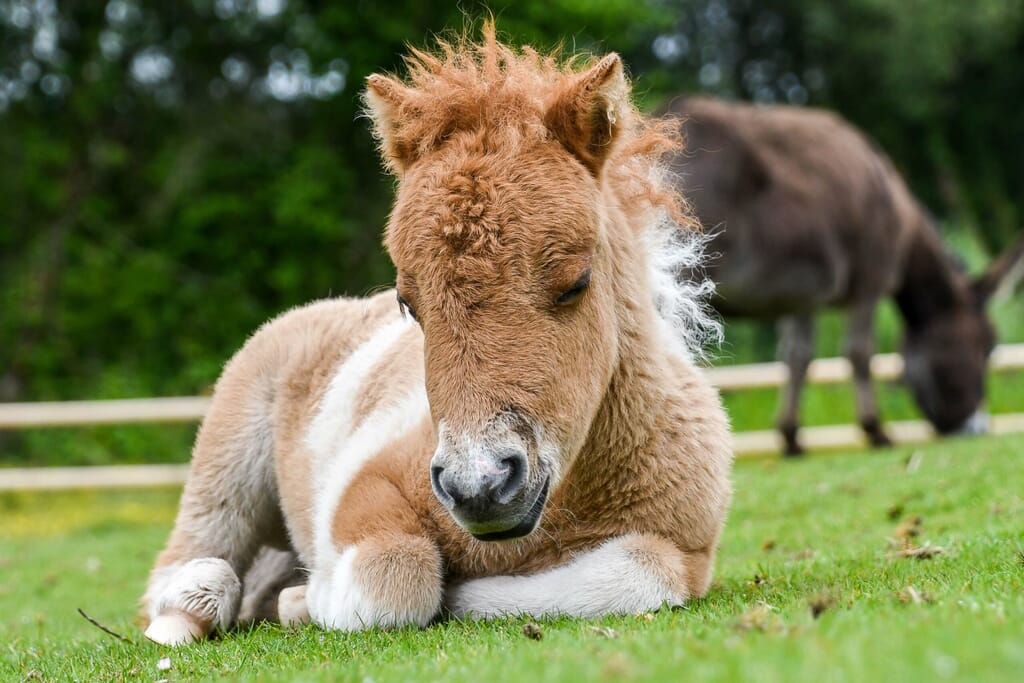 Skewbald miniature Shetland Skewbald miniature Shetland