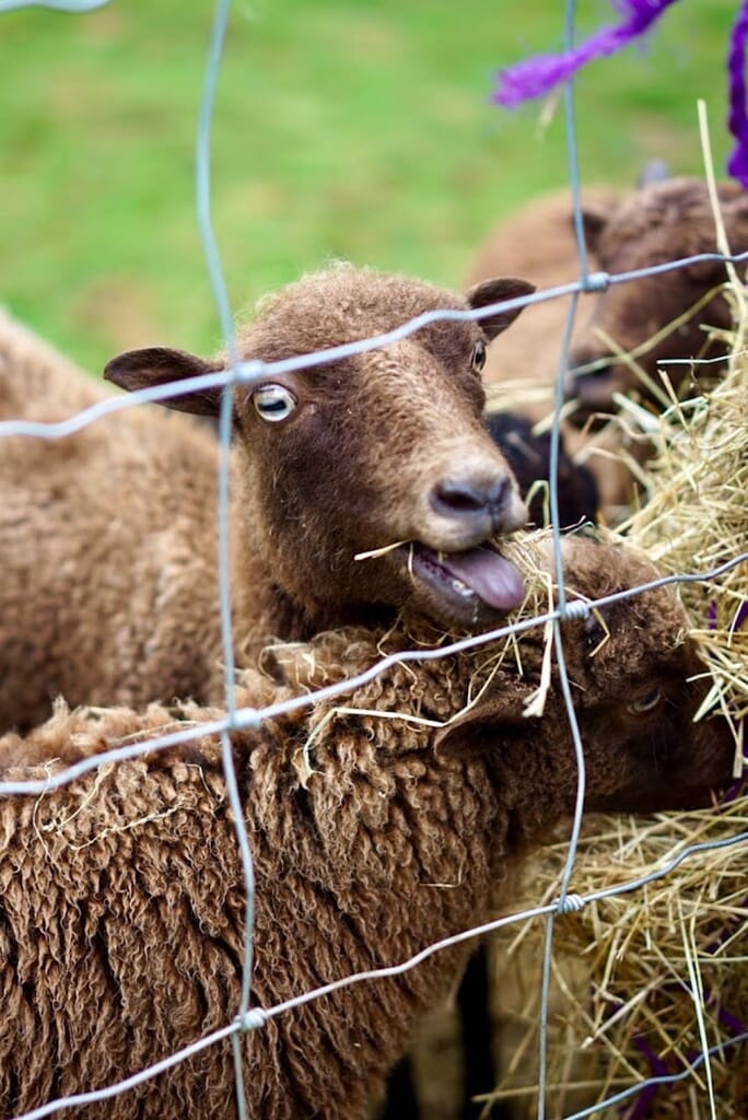 drovers-rest-glamping195135277_4073559916045451_4053025530351622721_n.jpg?w=684&h=1024&scale drovers-rest-glamping195135277_4073559916045451_4053025530351622721_n.jpg?w=684&h=1024&scale