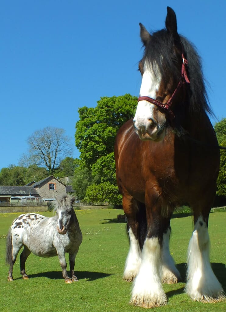 Shire horse and miniature shetland Shire horse and miniature shetland