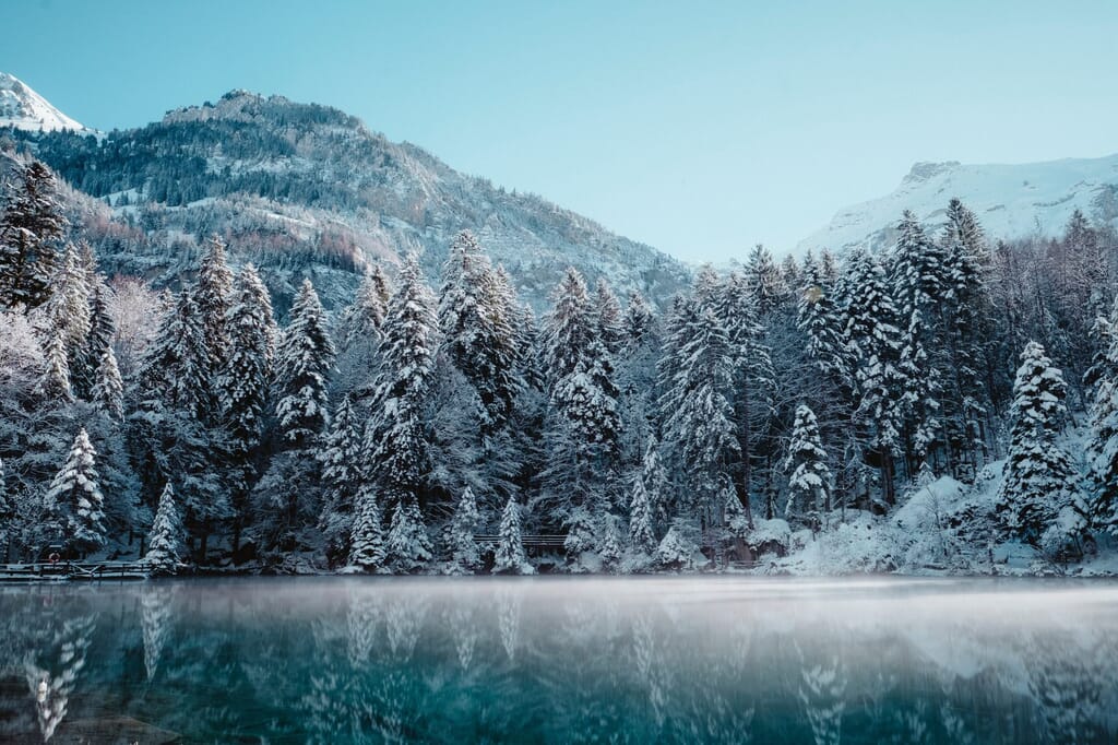 joel-jasmin-forestbird-562924-unsplash.jpg?w=1024&h=682&scale joel-jasmin-forestbird-562924-unsplash.jpg?w=1024&h=682&scale