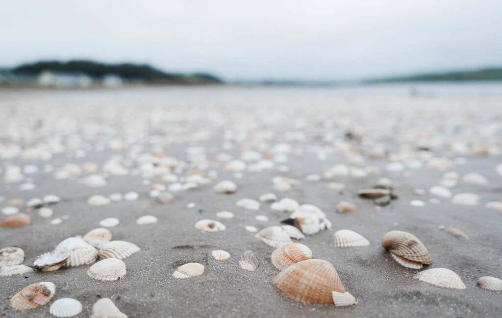 cockles on llansteffan beach south west wales cockles on llansteffan beach south west wales