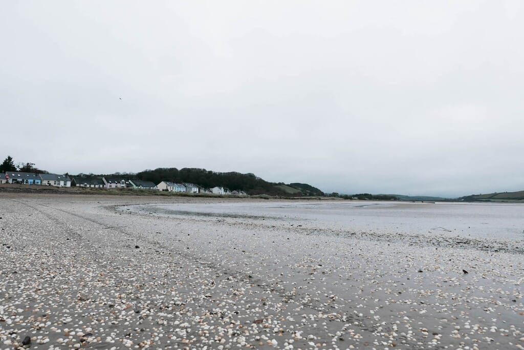 cockles on llansteffan beach south west wales cockles on llansteffan beach south west wales