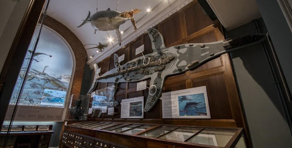 Things-to-do-in-lyme-regis Museum Inside Things-to-do-in-lyme-regis Museum Inside