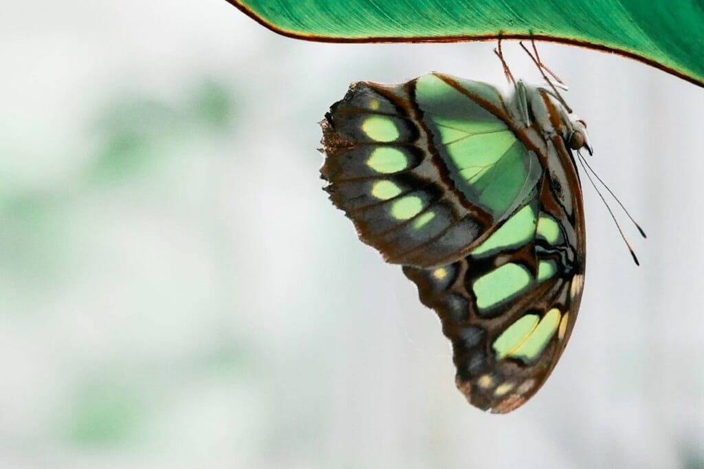 butterfly in national botanical garden south west wales butterfly in national botanical garden south west wales
