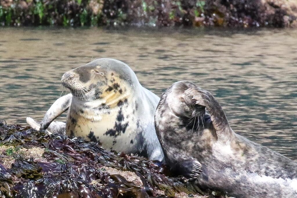 Seals in South Devon Seals in South Devon