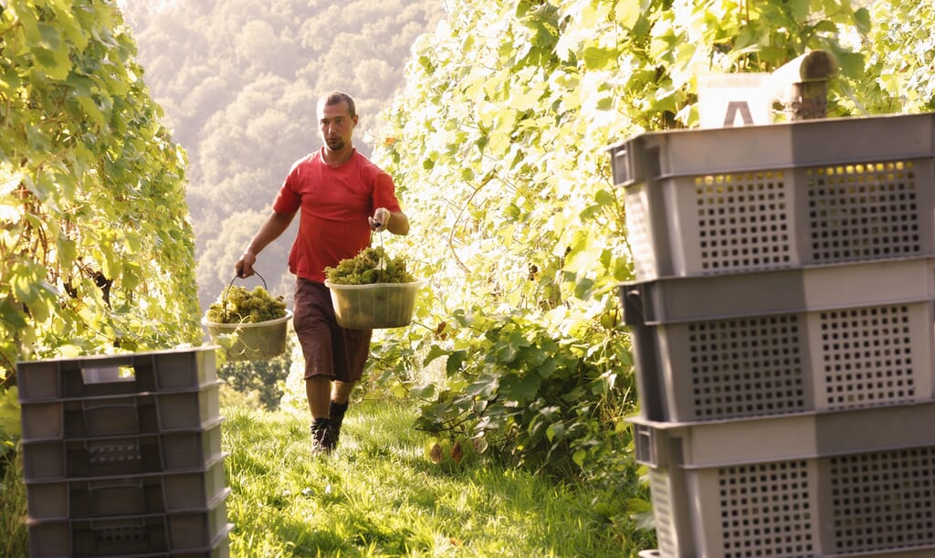 Sharpham wine vineyard Sharpham wine vineyard