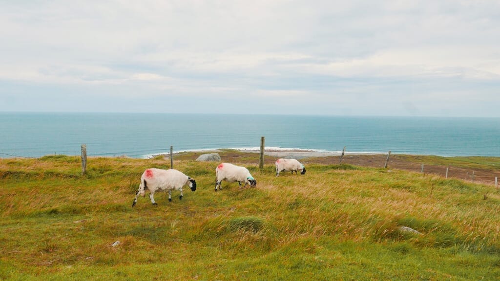 Sheep on Wild Atlantic Way Sheep on Wild Atlantic Way