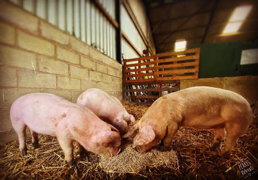 peake's retreats yurts in Staffordshire - farm pigs
