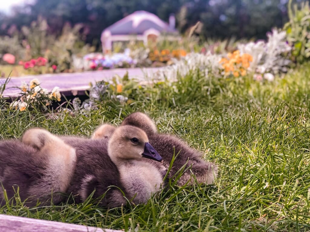 peake's retreats yurts in Staffordshire - ducks on site peake's retreats yurts in Staffordshire - ducks on site