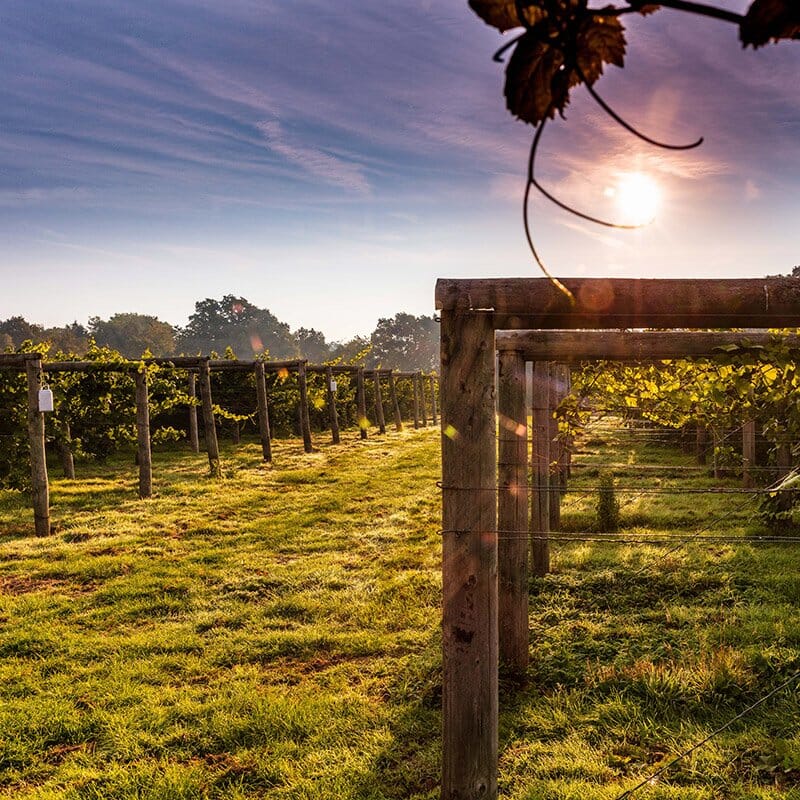 Boleny Wine Estate Boleny Wine Estate