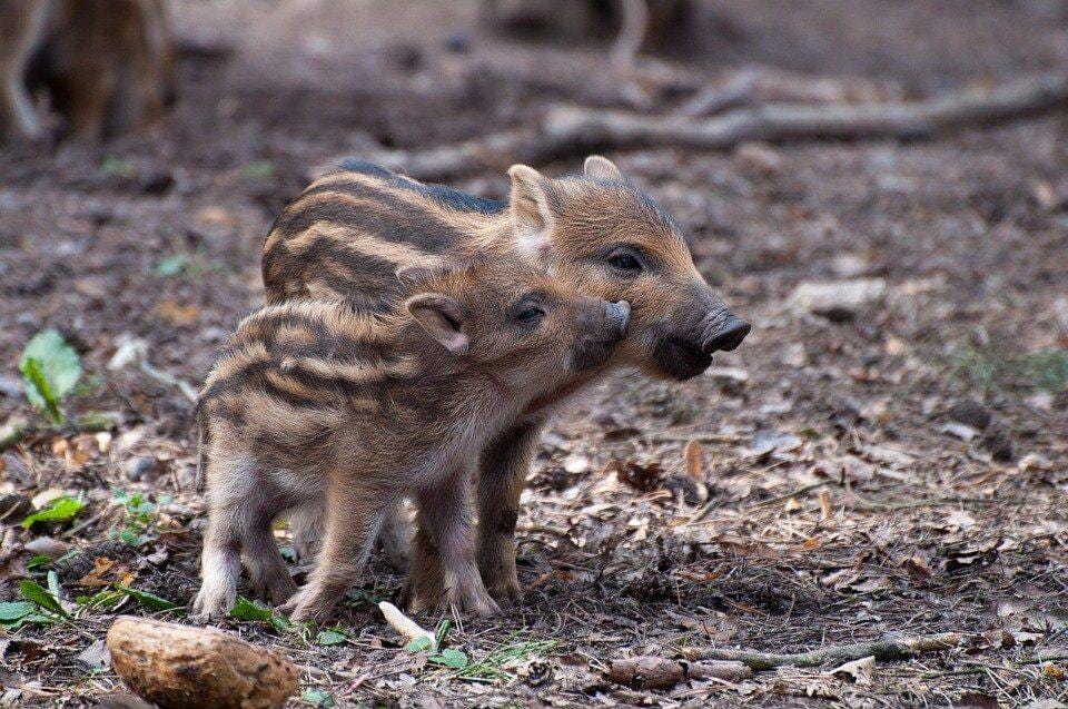tudor farmhouse hotel: wild boar babies