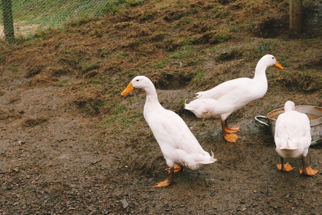 tudor farmhouse hotel: ducks at farm