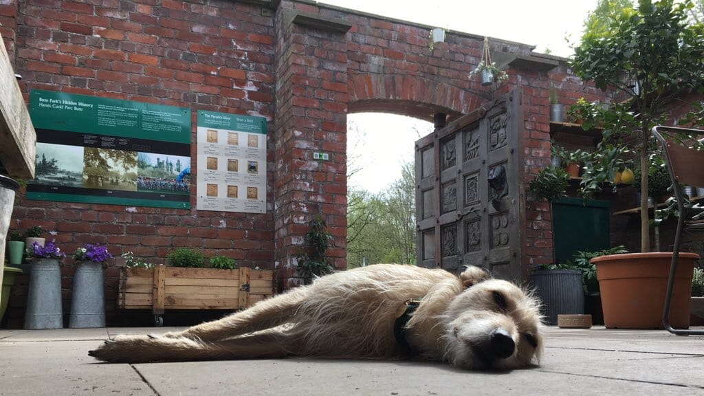 secret garden cafe in cardiff - dog having a nap
