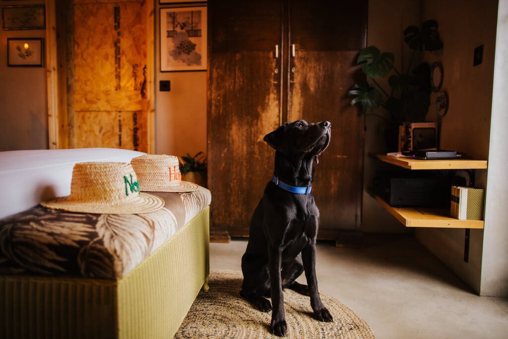 self-catering hertfordshire: bethnal - bedroom with dog