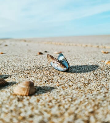 dartmouth beaches: seashell