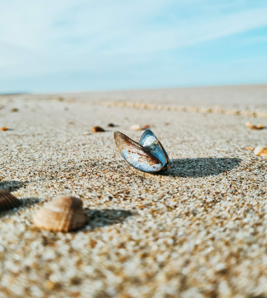 marieke-verhoeven-GDERqBang0E-unsplash-scaled-e1624468321143.jpg?w=917&h=1024&scale marieke-verhoeven-GDERqBang0E-unsplash-scaled-e1624468321143.jpg?w=917&h=1024&scale