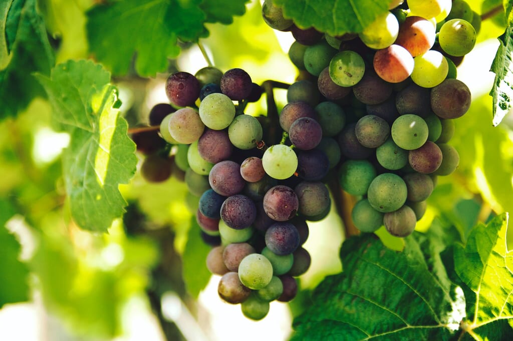 White castle vineyard in Wales: grapes on vine White castle vineyard in Wales: grapes on vine