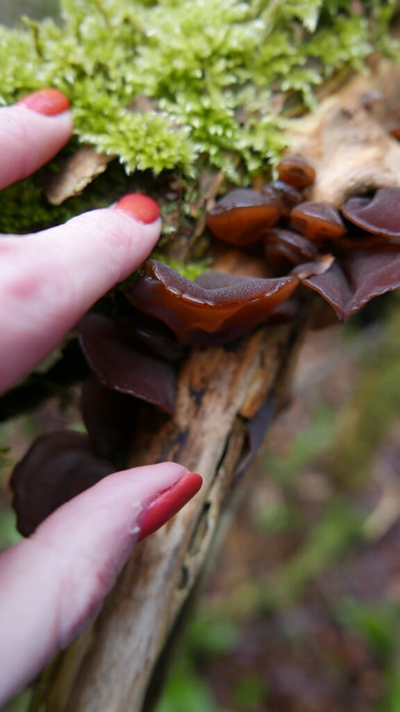 Rob Gould - The Cotswold Forager - jelly ear mushroom
