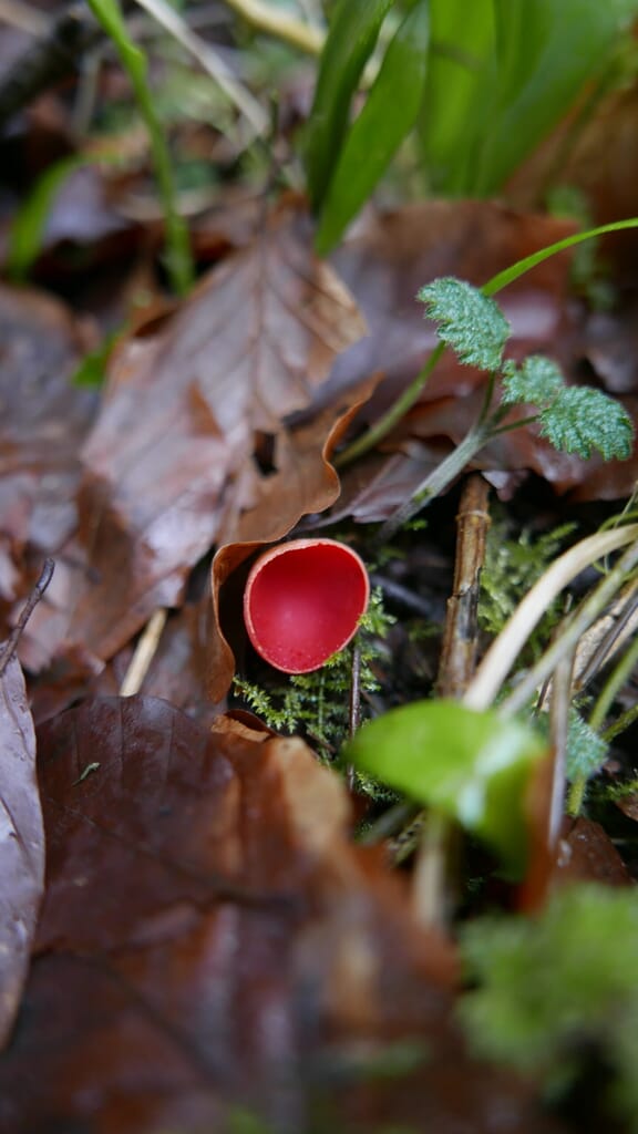 Rob Gould - The Cotswold Forager - red mushroom