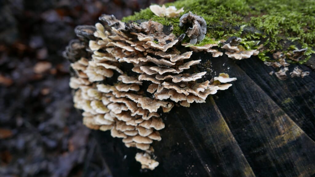 Rob Gould - The Cotswold Forager - chicken of the woods mushroom