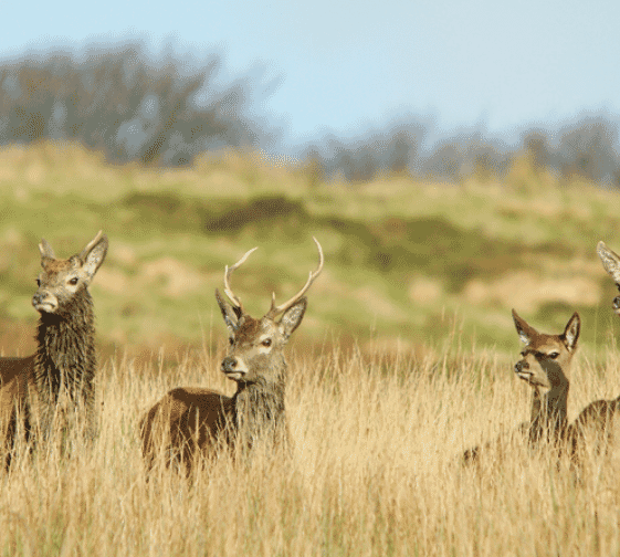 Red stag safari exmoor - deer in grass