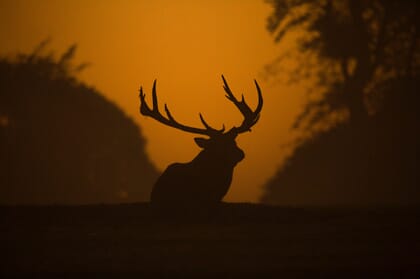 Red stag safari exmoor - stag at sunset