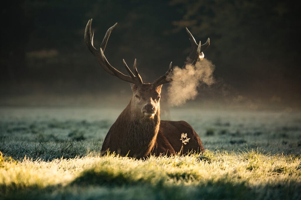 Red stag safari exmoor - stag at dawn