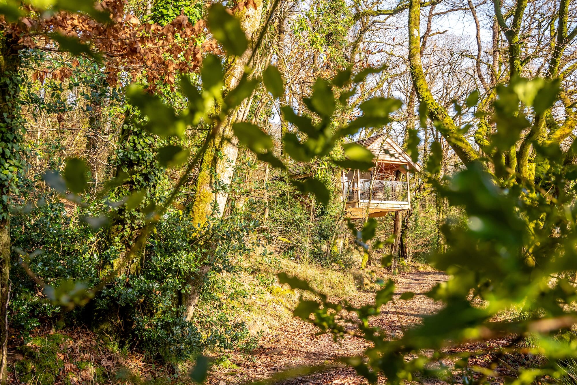 yeworthy treehouse devon - approach