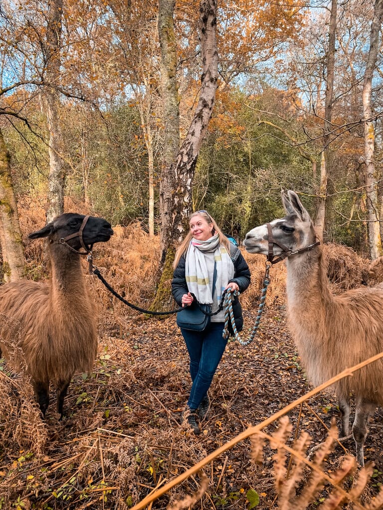 the-merry-harriers-pub-hambledon-surrey meeting the llamas