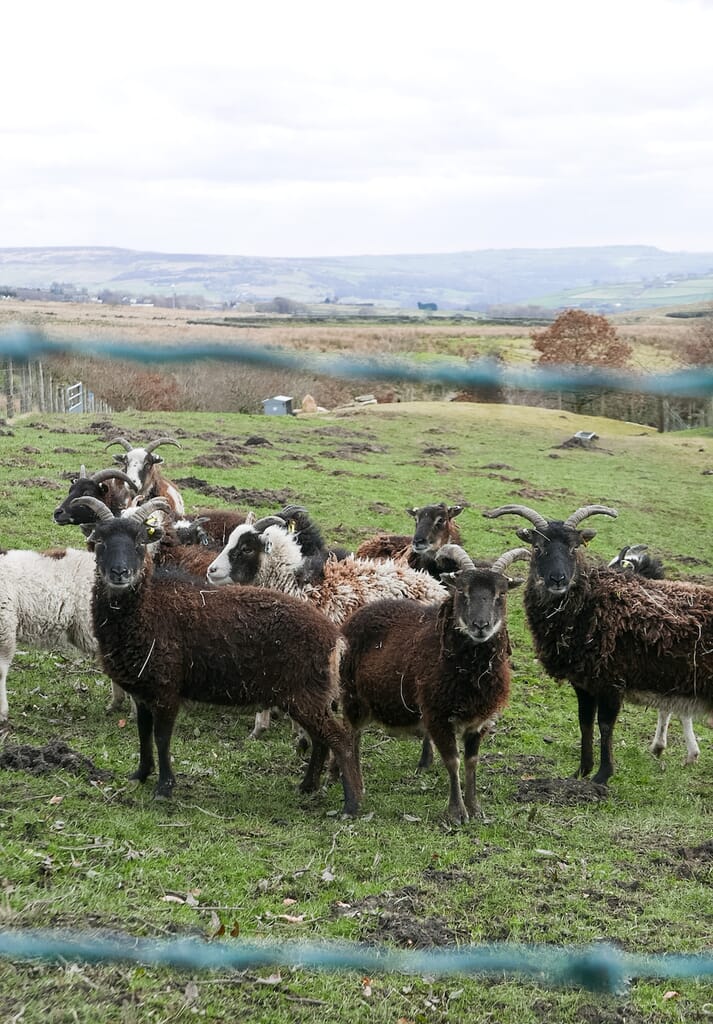 glamping in hebden bridge - sheep