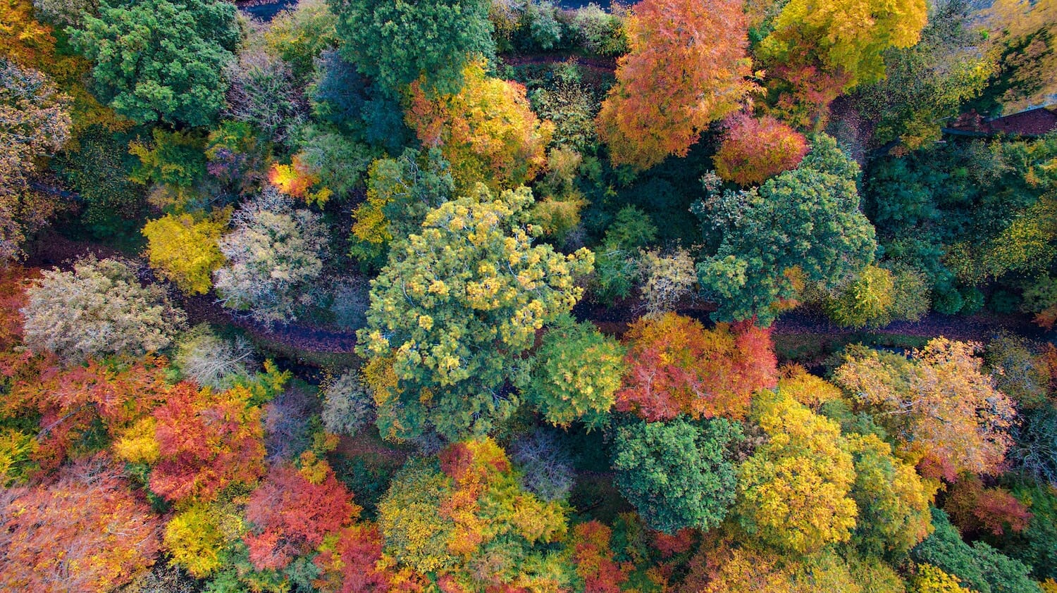 autumn breaks uk - foliage on trees